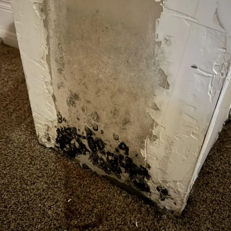 Professional Mold Removal in Carbon County, WY